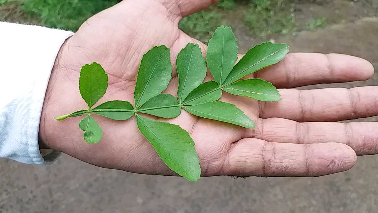 12 leaf vine letter