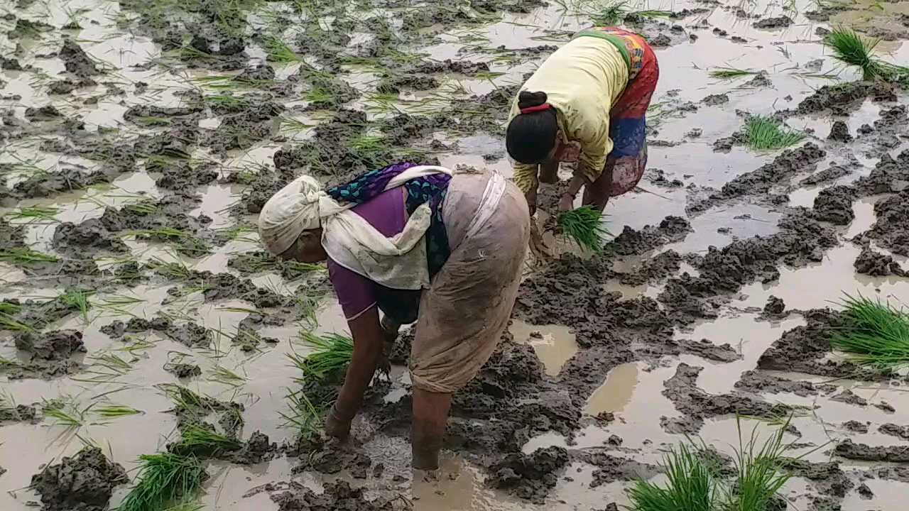 Sowing women