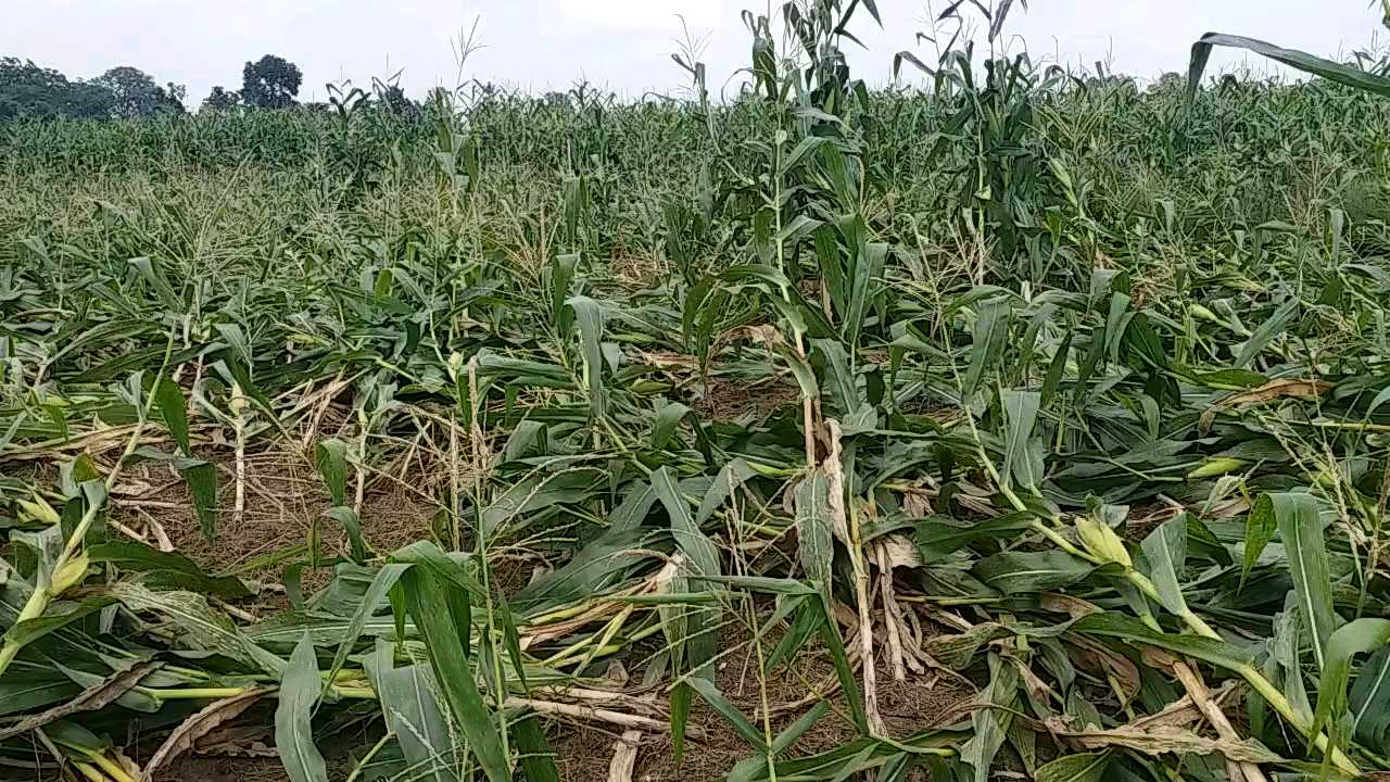 Crop wasted due to excess rainfall