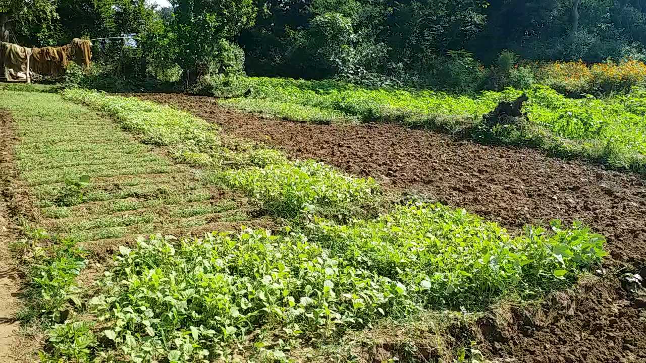 Deserted fields