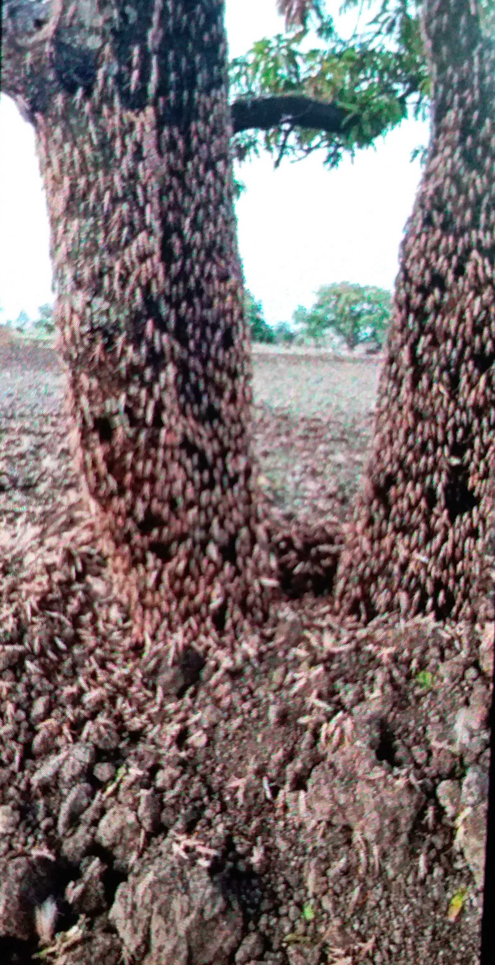 locust attack threat on mandla