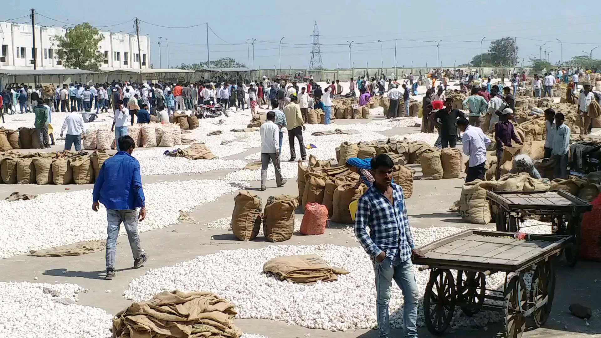 40 thousand bags of garlic are arriving daily in the mandi