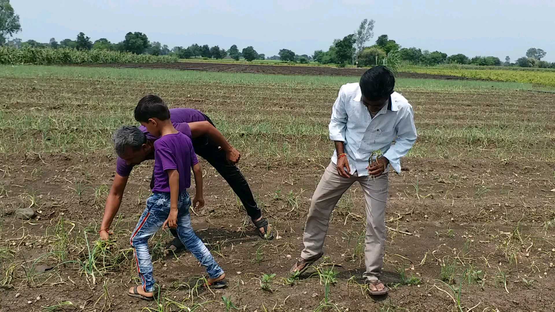 Jalebi disease destroyed onion crop