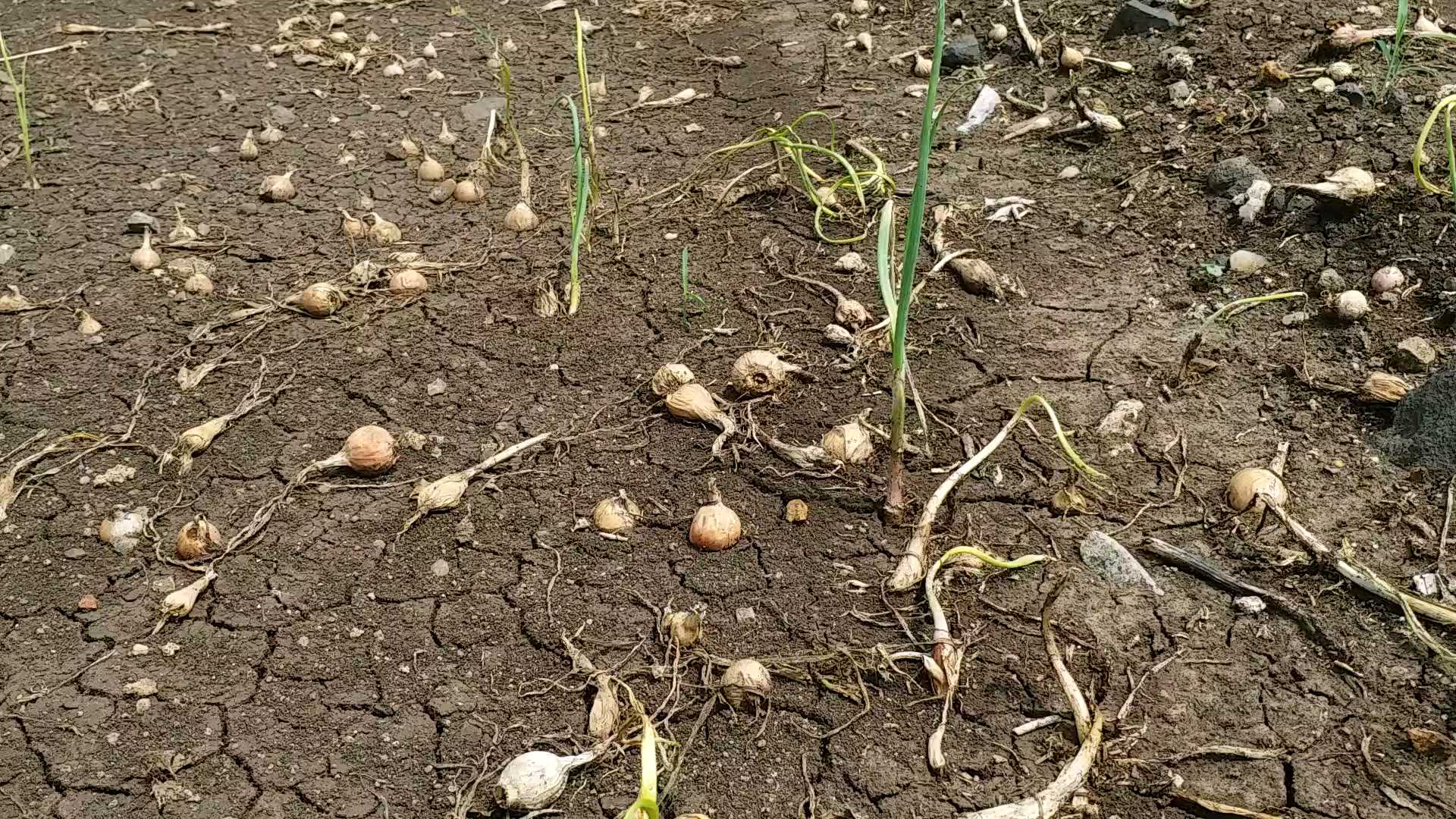 Jalebi disease destroyed onion crop