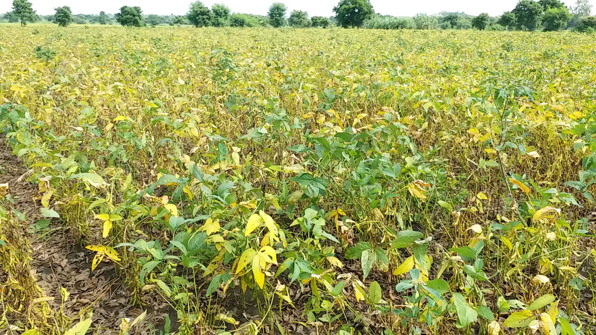 Soybean crop