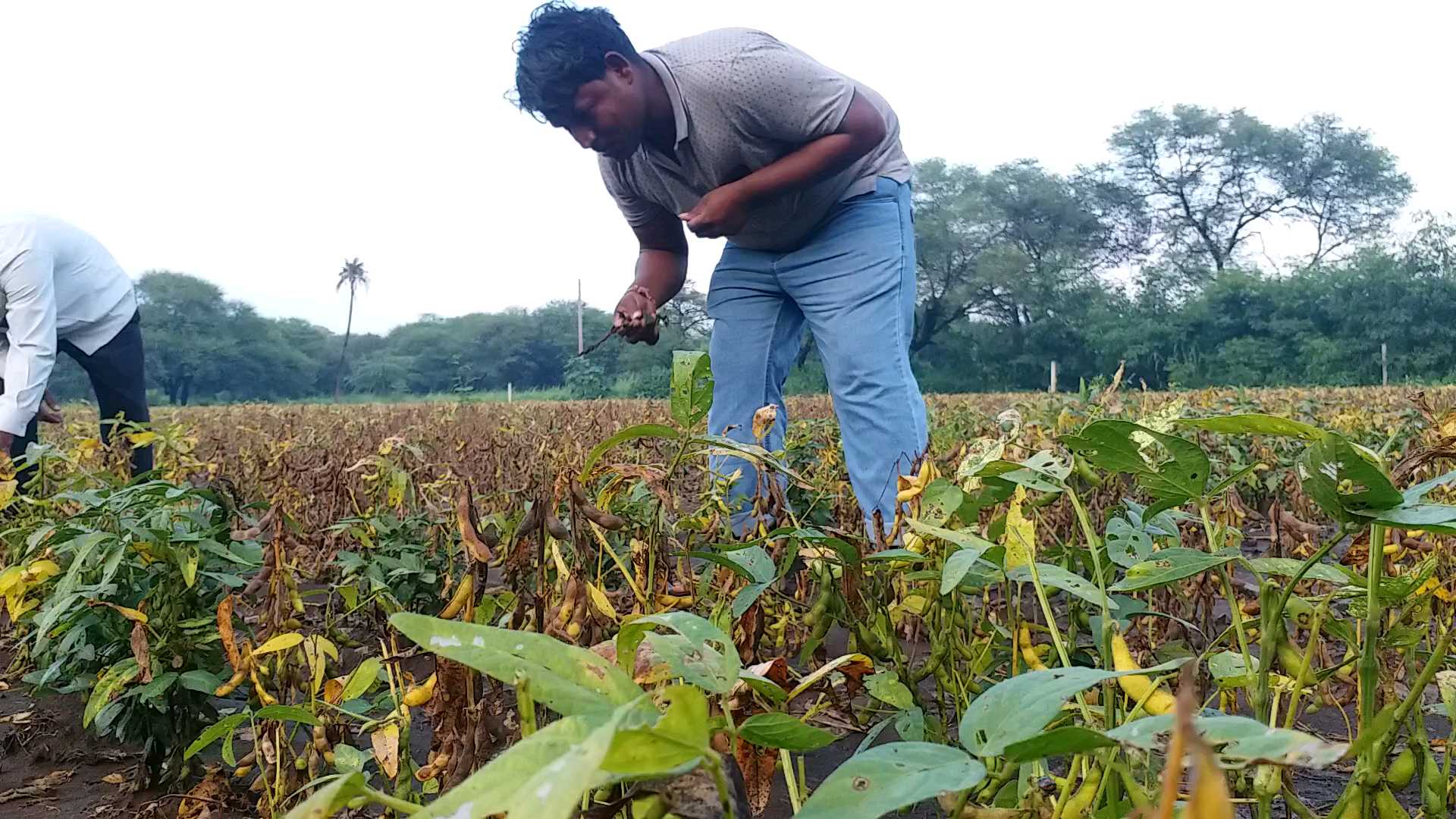 Soybean crop