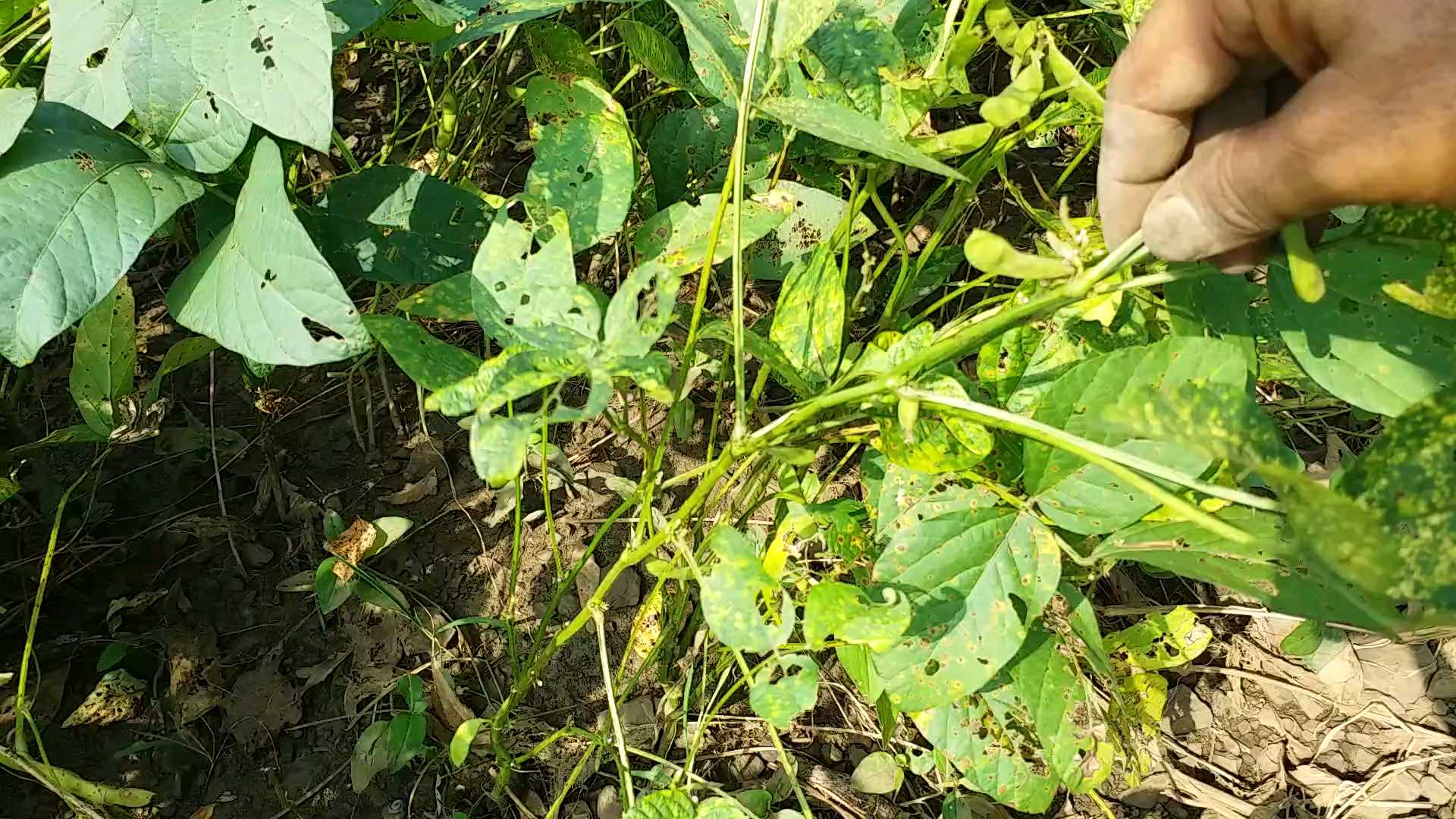 Soybean crop