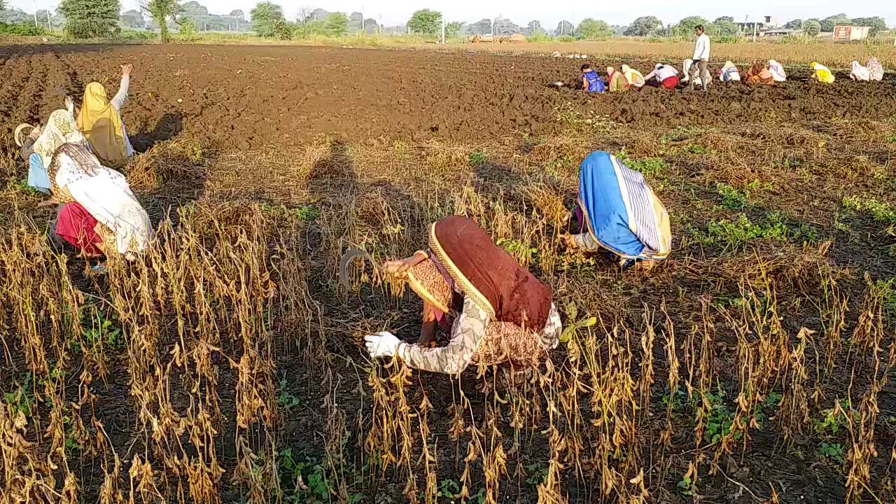 बची हुई फसलों का काटते किसान