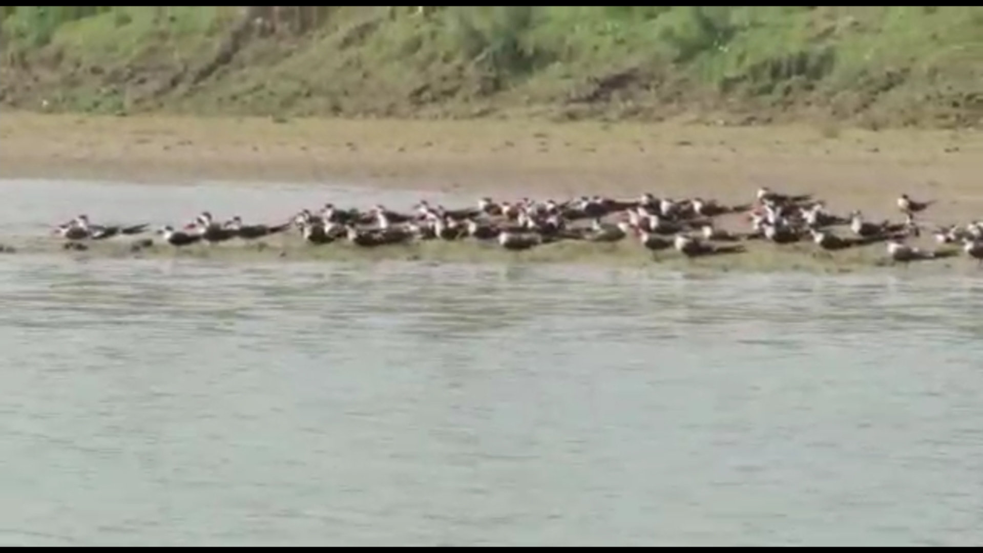 pure water of Chambal attracts them