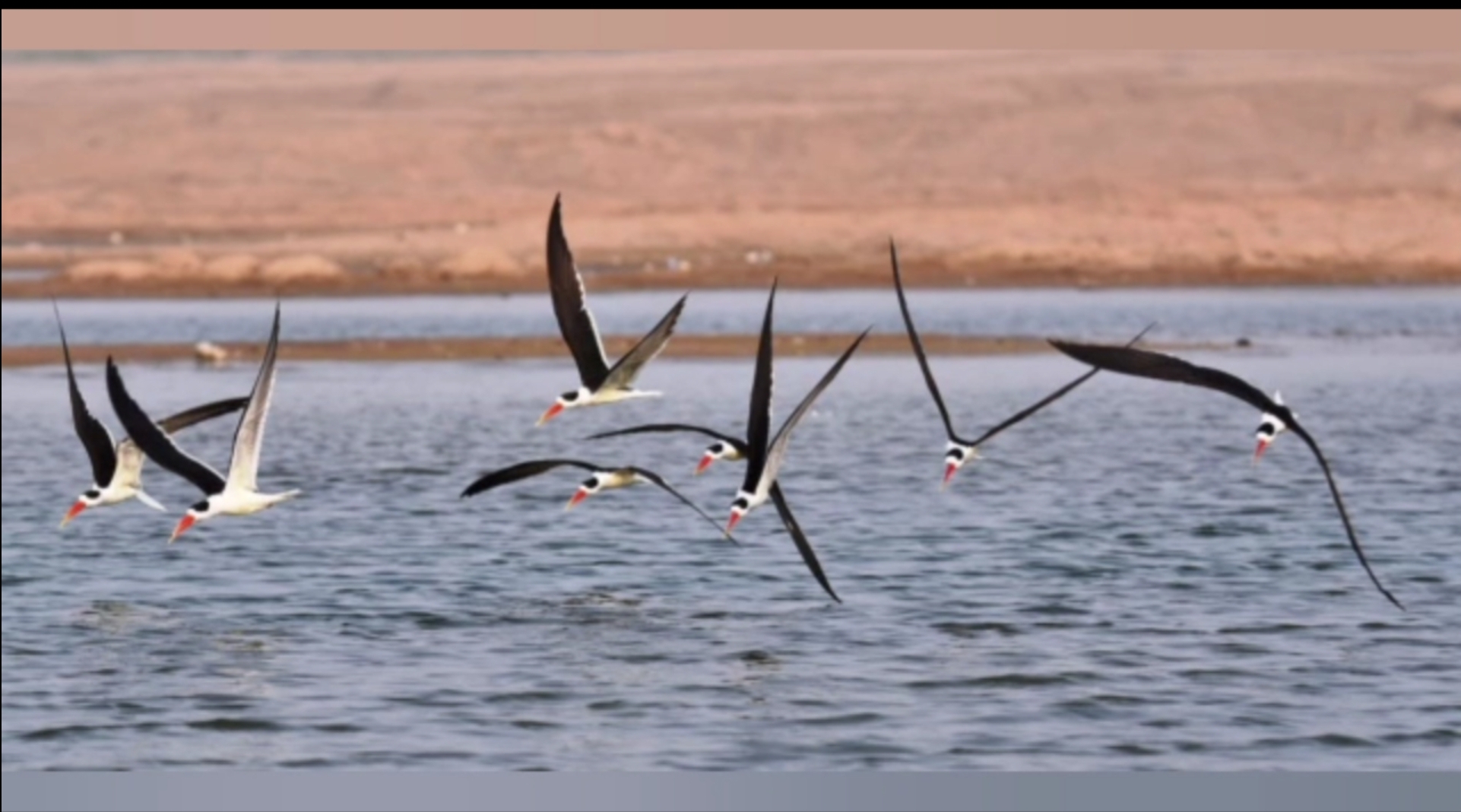 घmigrating birds