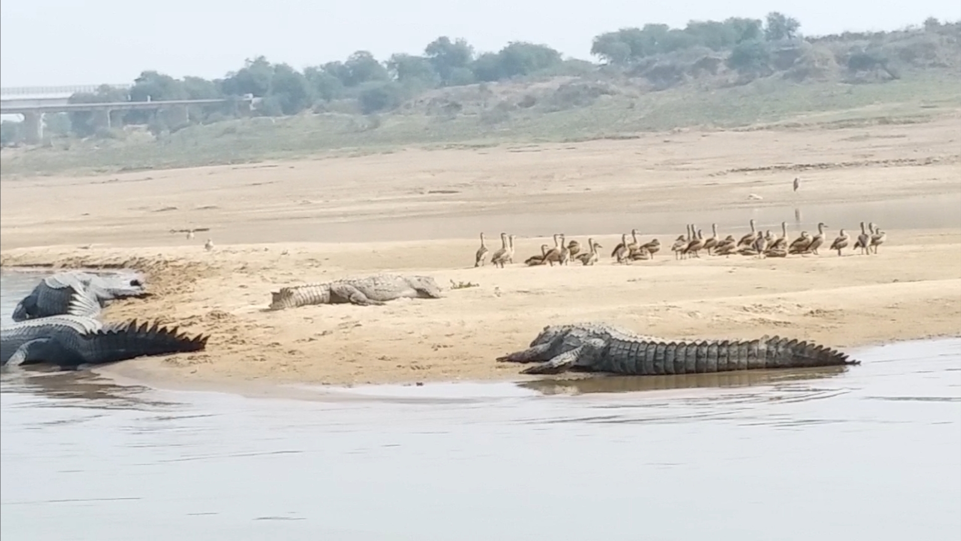 Alligators in Chambal river