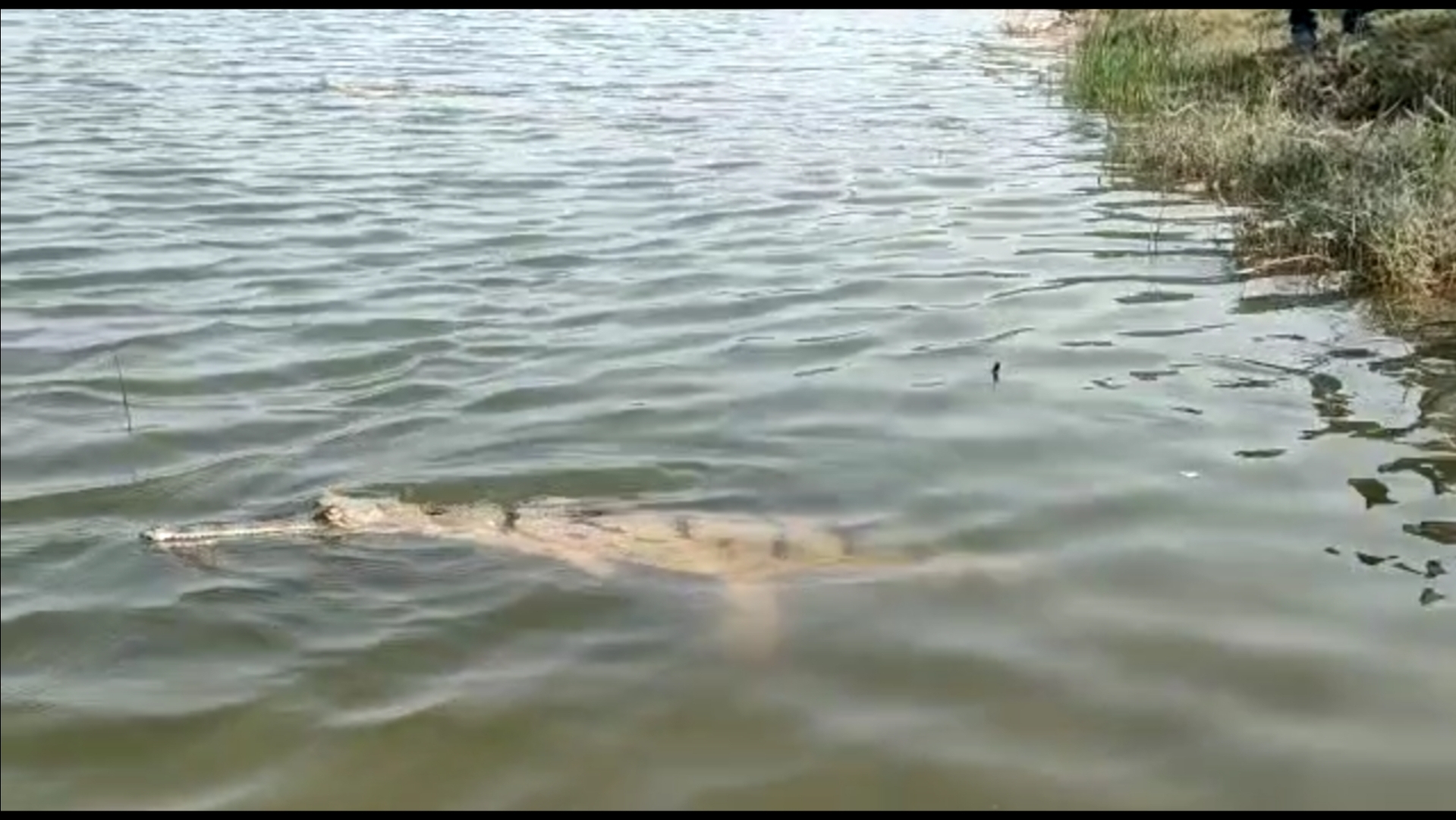 Alligators in Chambal river