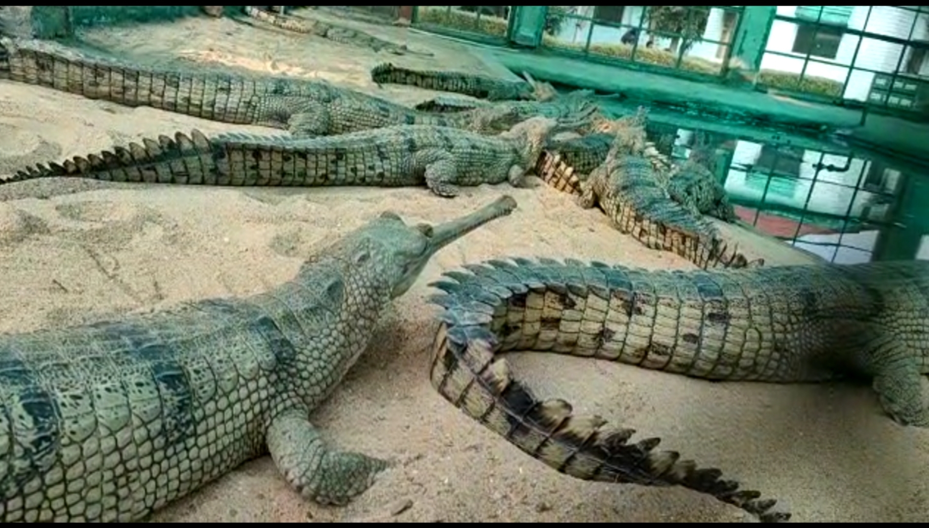 Alligators in Chambal river