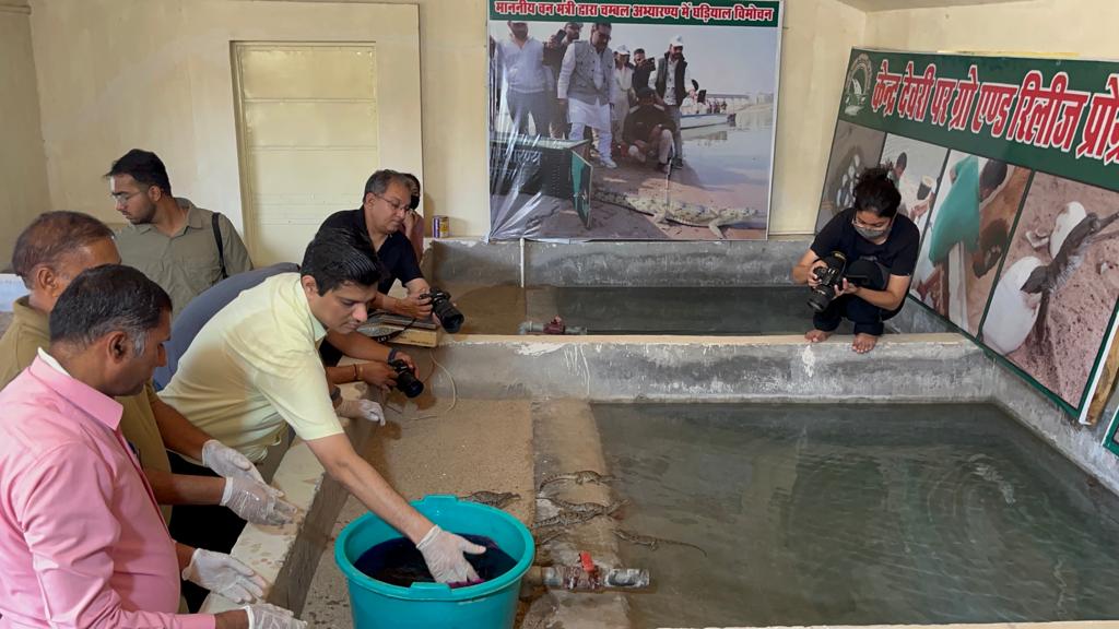 Morena Crocodile Hatching