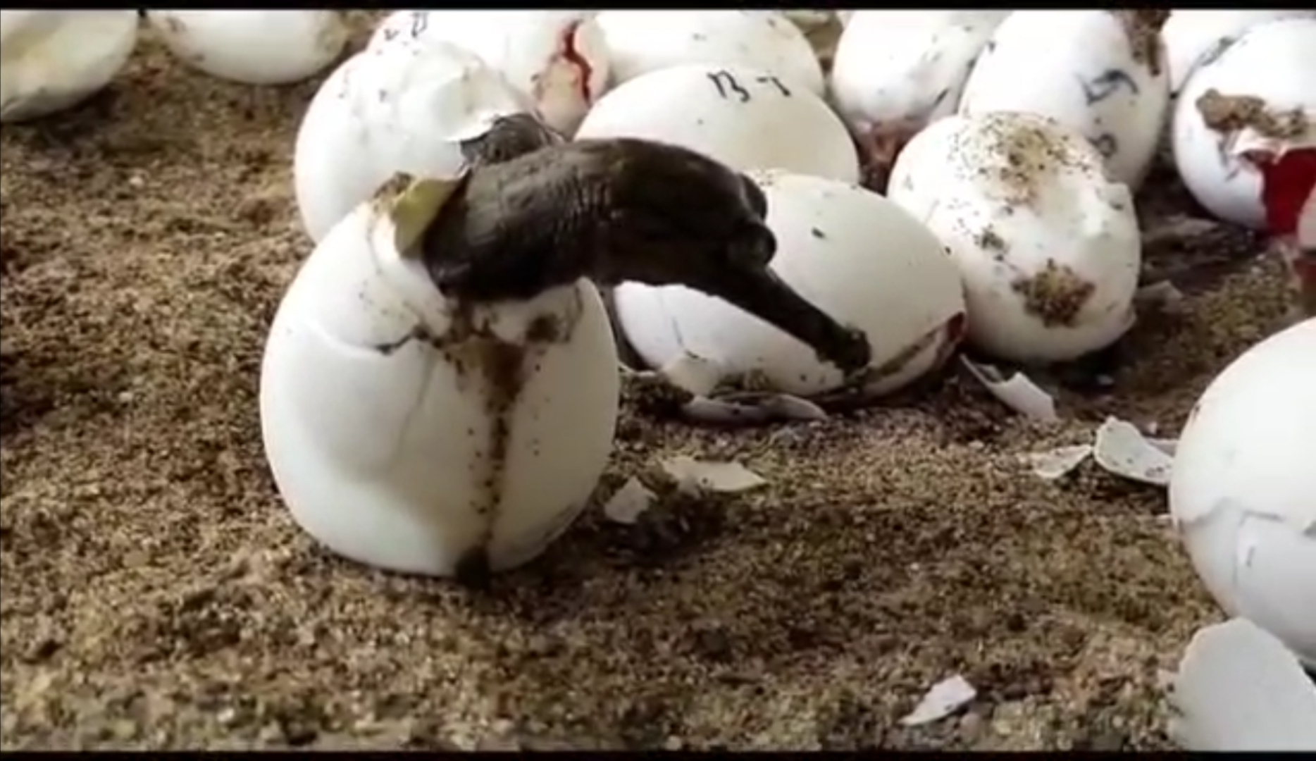 Morena Crocodile Hatching