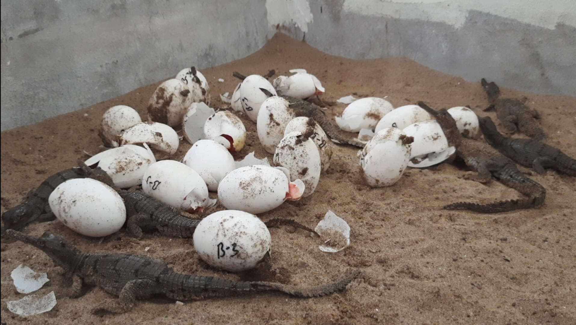 Morena Crocodile Hatching