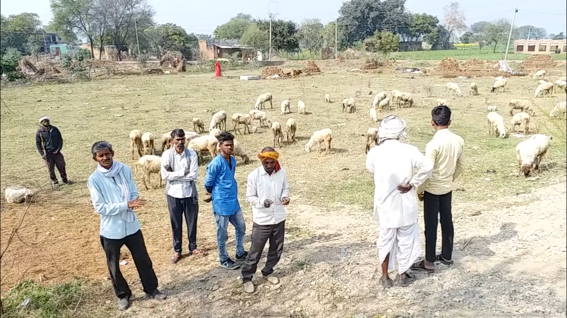 Sheep died due to unknown disease