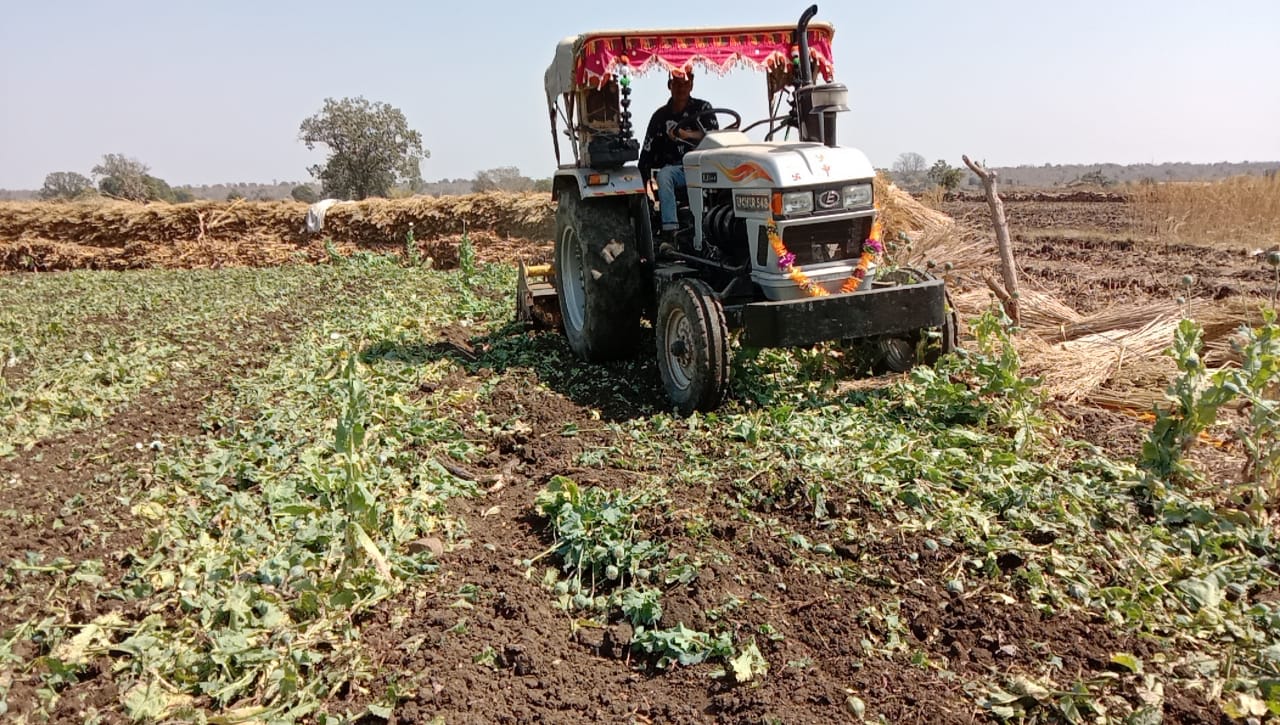 Illicit cultivation of opium in neemuch forests is exposed