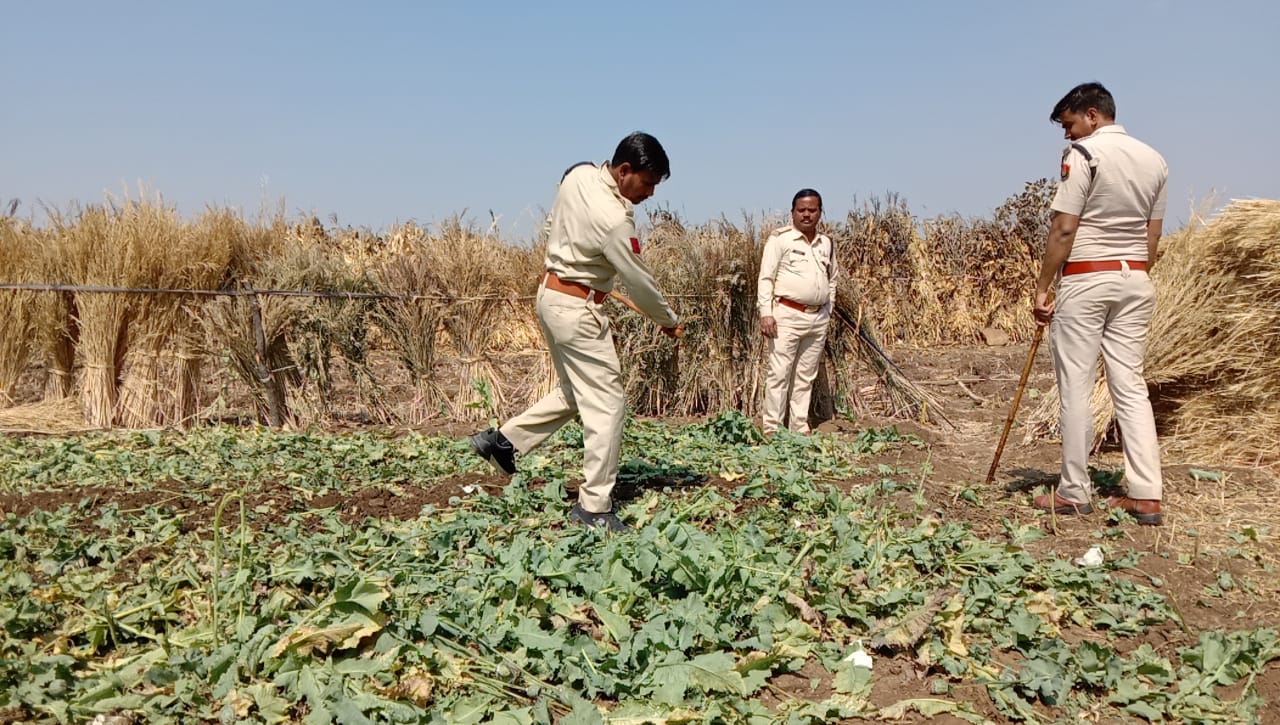 Illicit cultivation of opium in neemuch forests is exposed