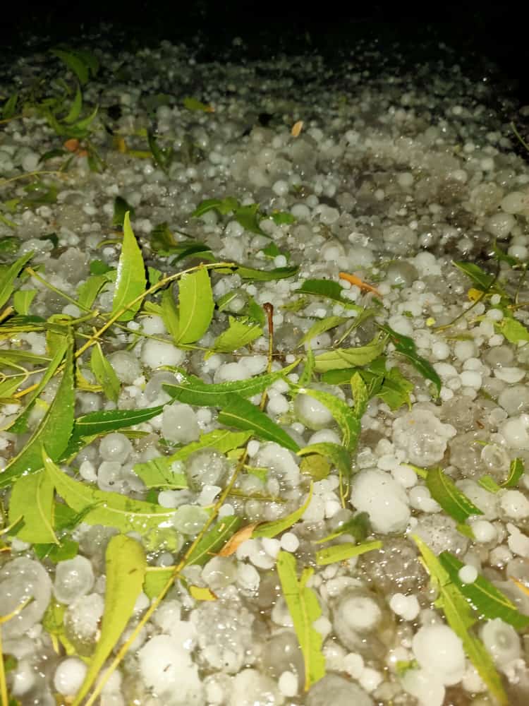 crops damage due to hailstorm in mp