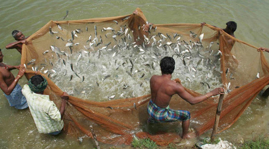 Fish business banned from 16 June to 15 August