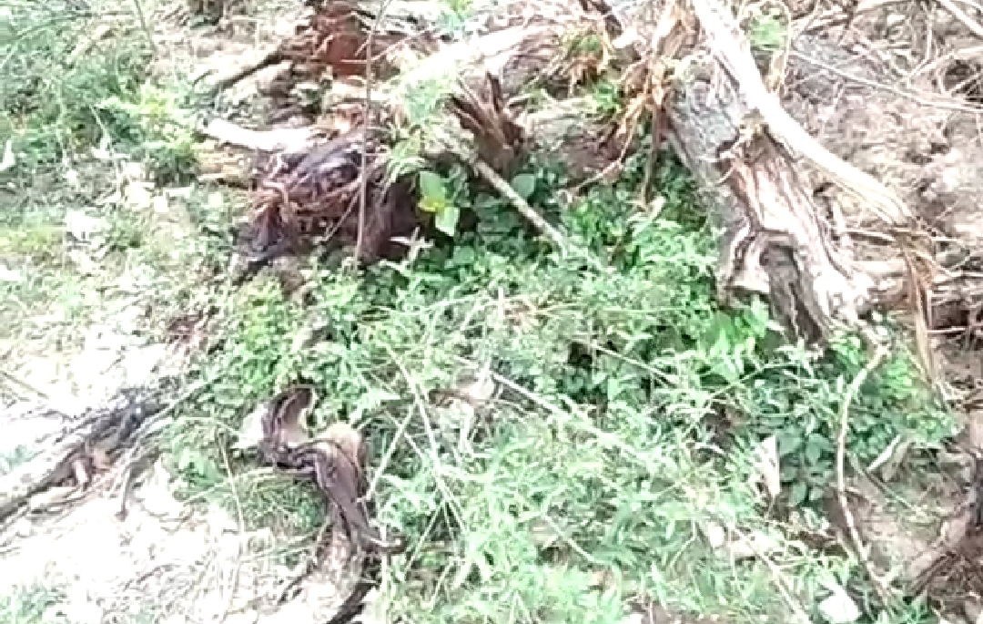 Cut trees in the forest