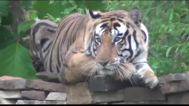 Tiger kept resting on roadside