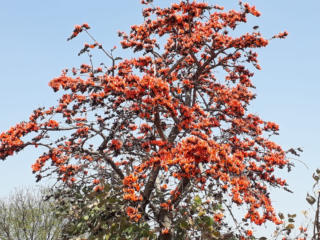 Palash flowers