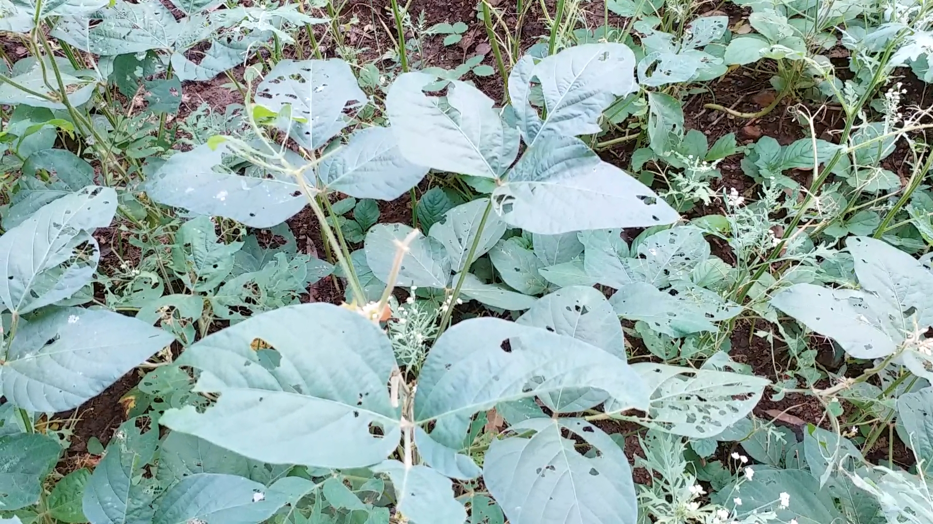 Soybean leaves