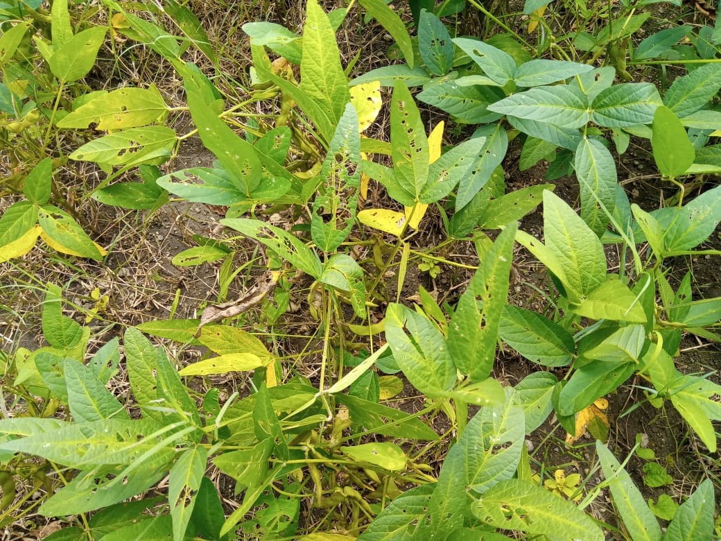 Yellow soybeans