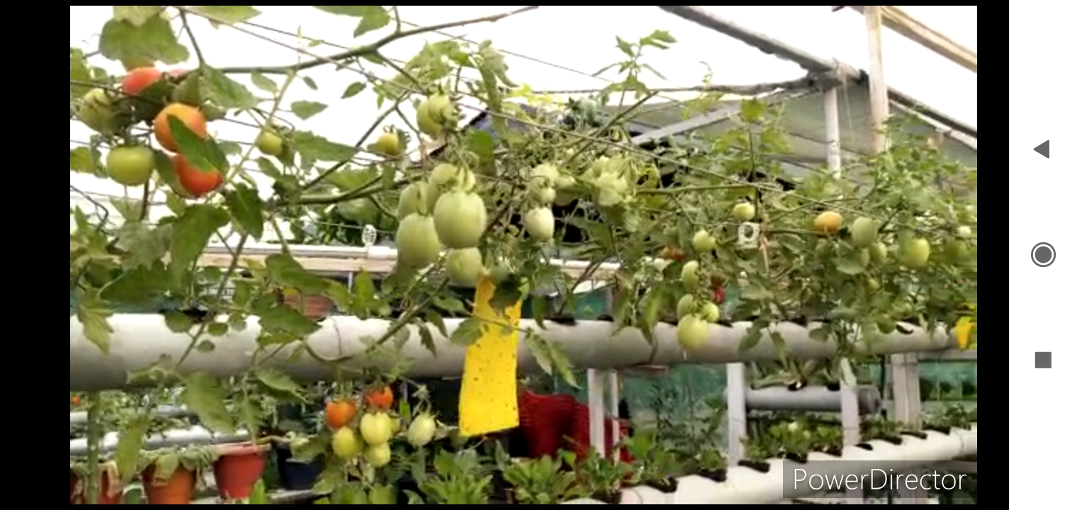 farmers of Ratlam are LEARNING how to do gardening using hydroponic techniques