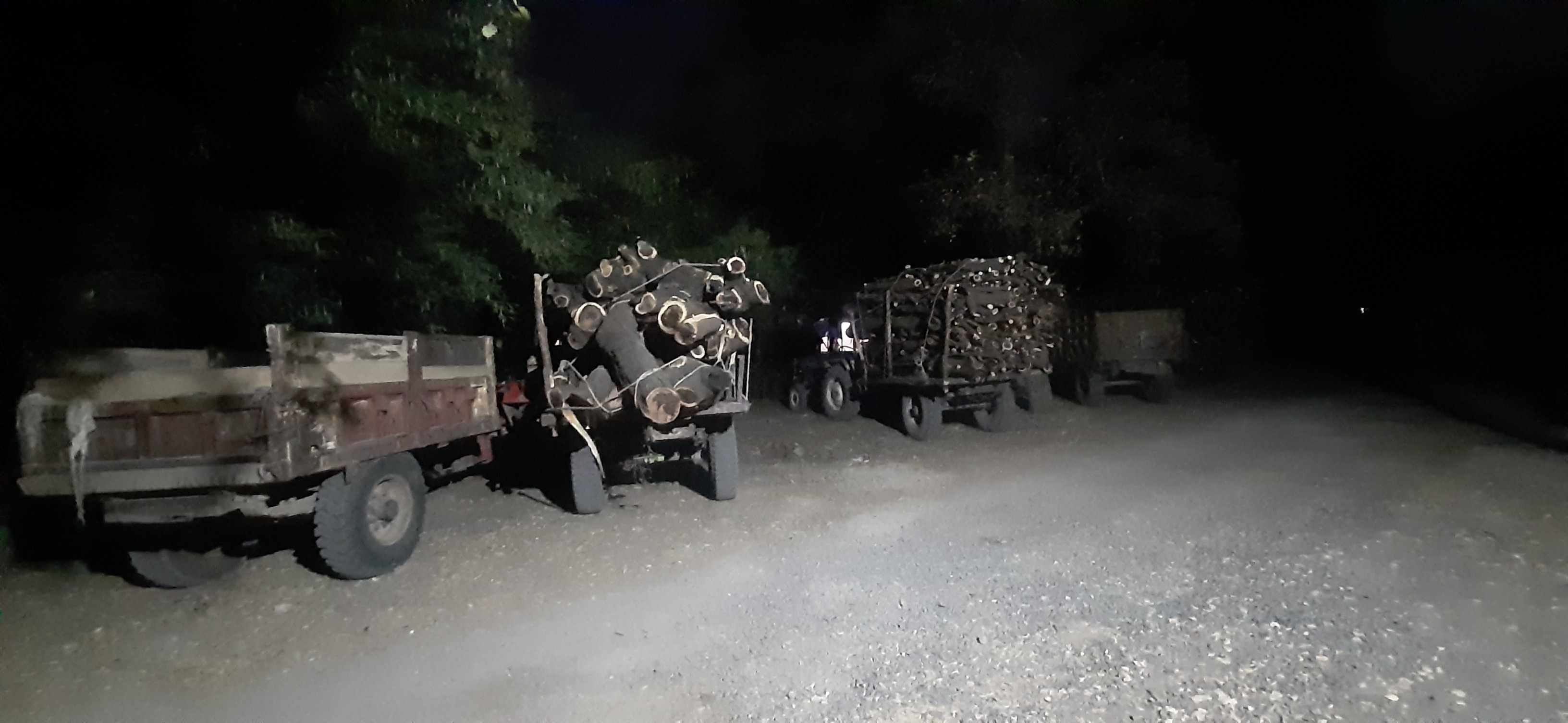 5 tractor-trolleys loaded with illegal wood seized in Ratlam