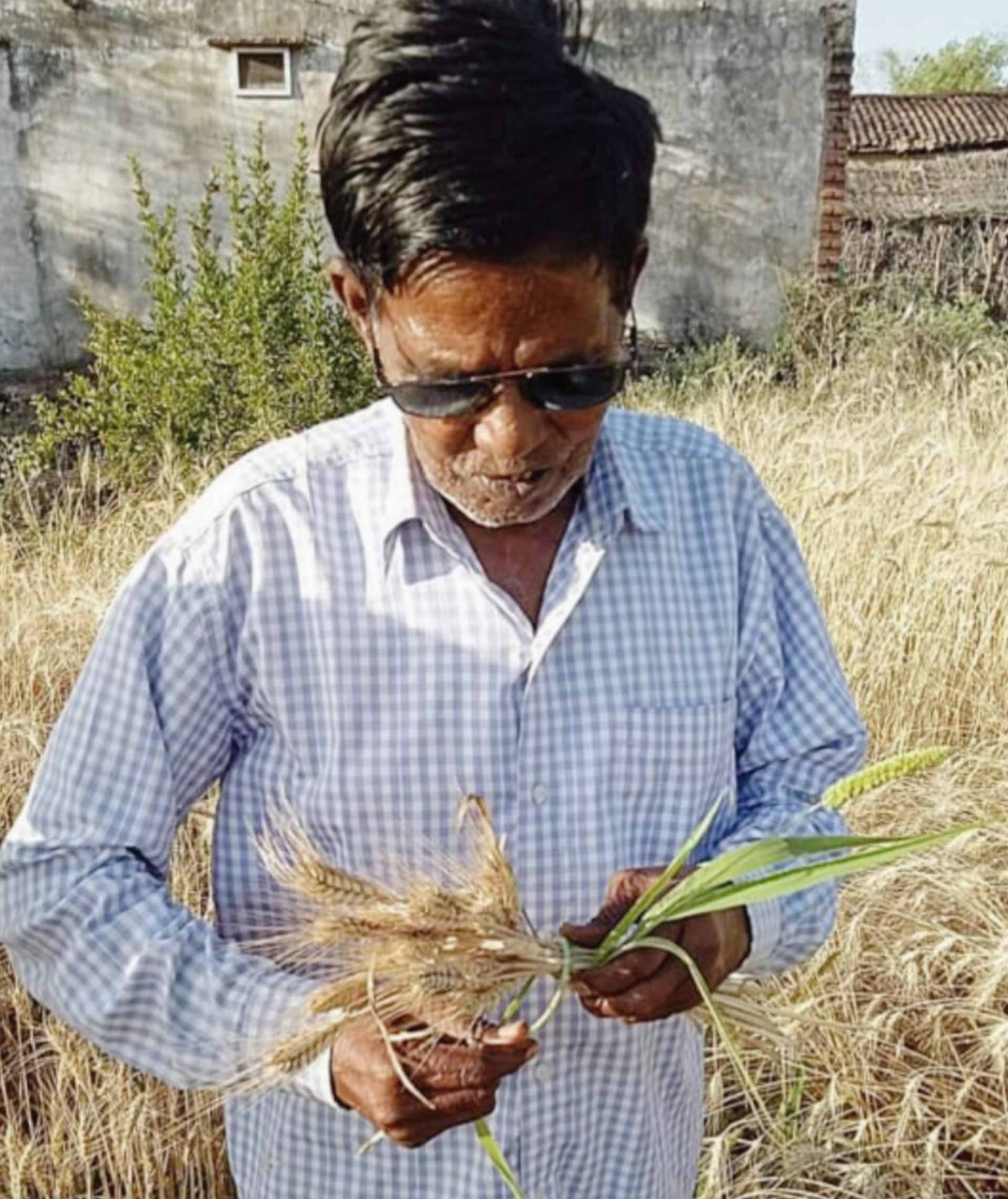 Babulal Dahiya has 200 varieties paddy