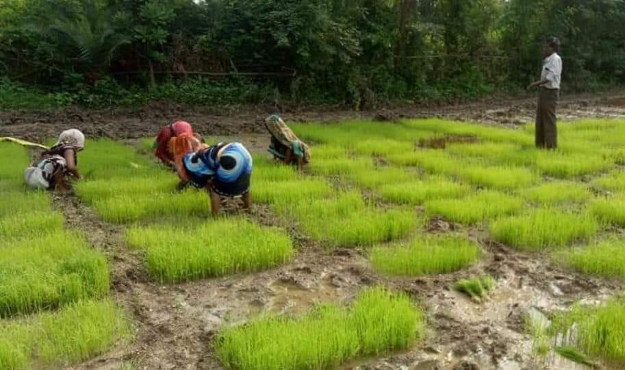 Babulal Dahiya has 200 varieties paddy