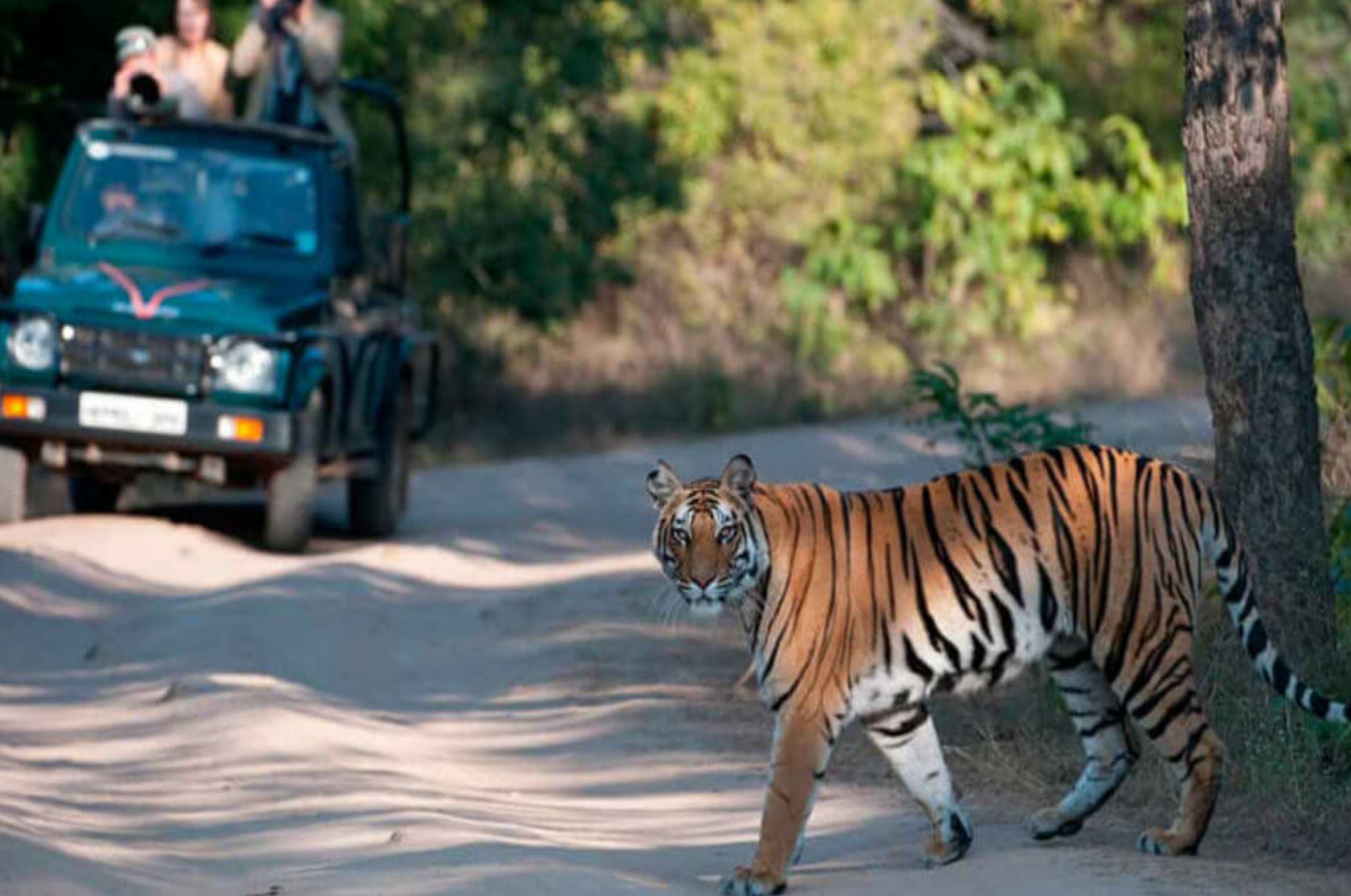 Tiger death