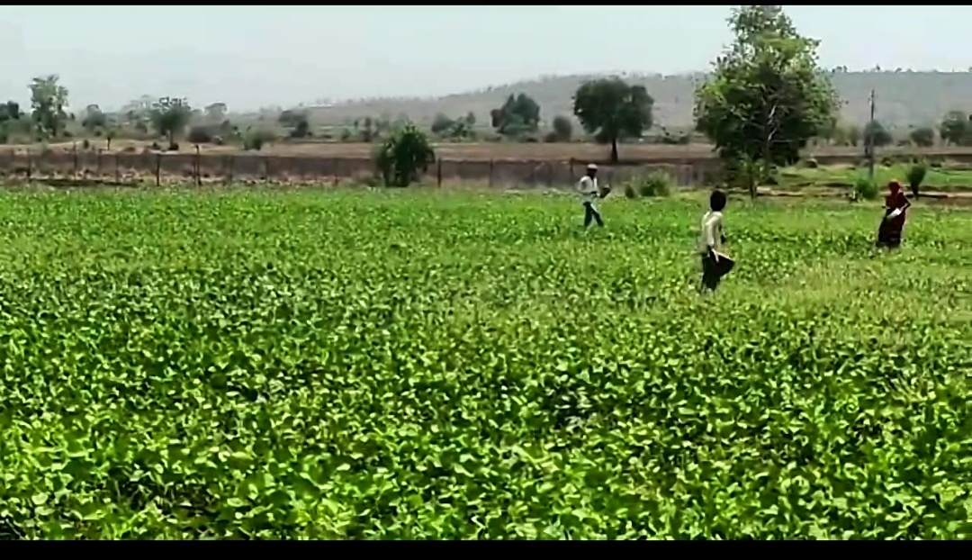 collector visited locust affected areas