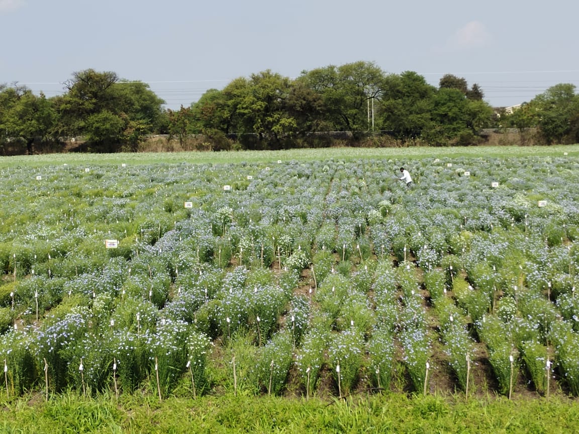 flaxseed farming