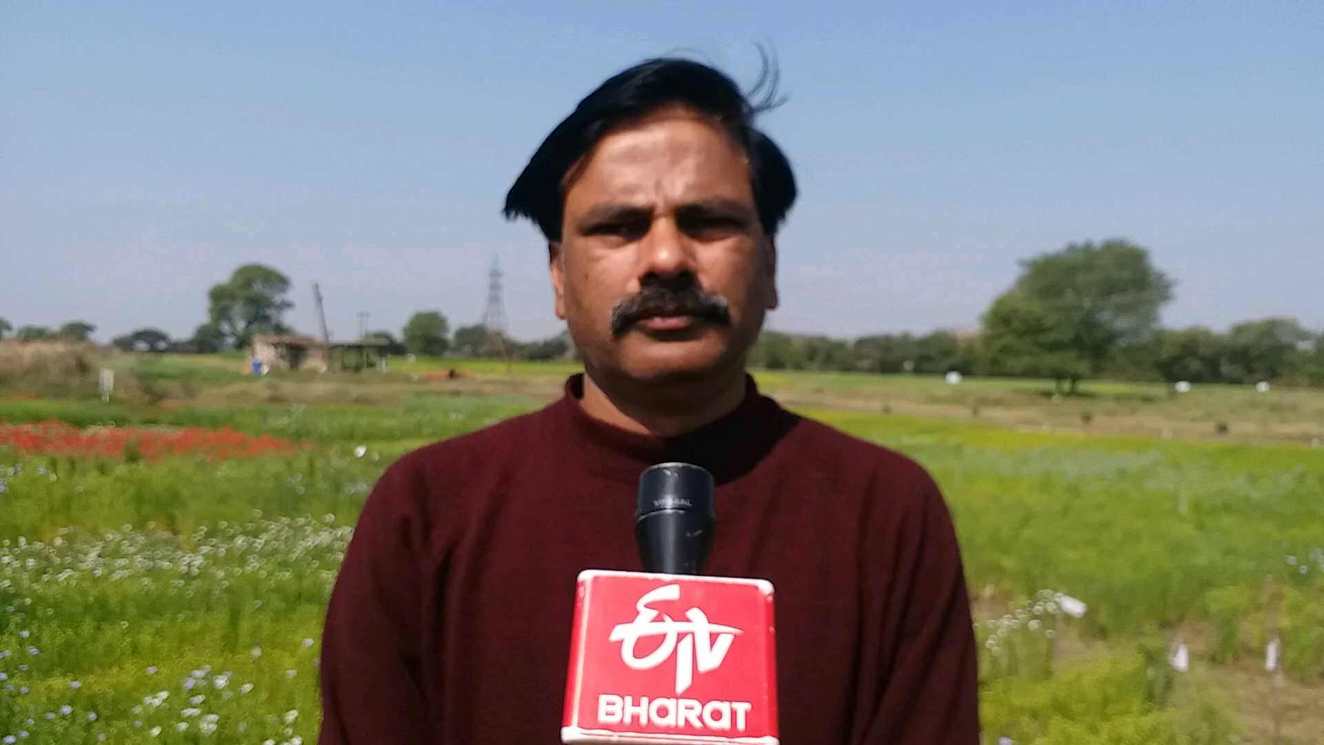 Dr. DK Pyasi, scientist of Sagar's Linseed Research Project