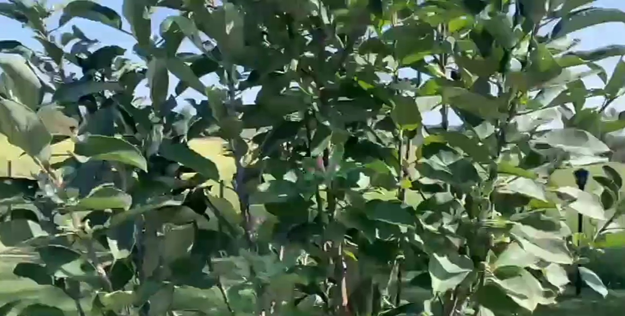 Himachali Apple cultivation in Bundelkhand