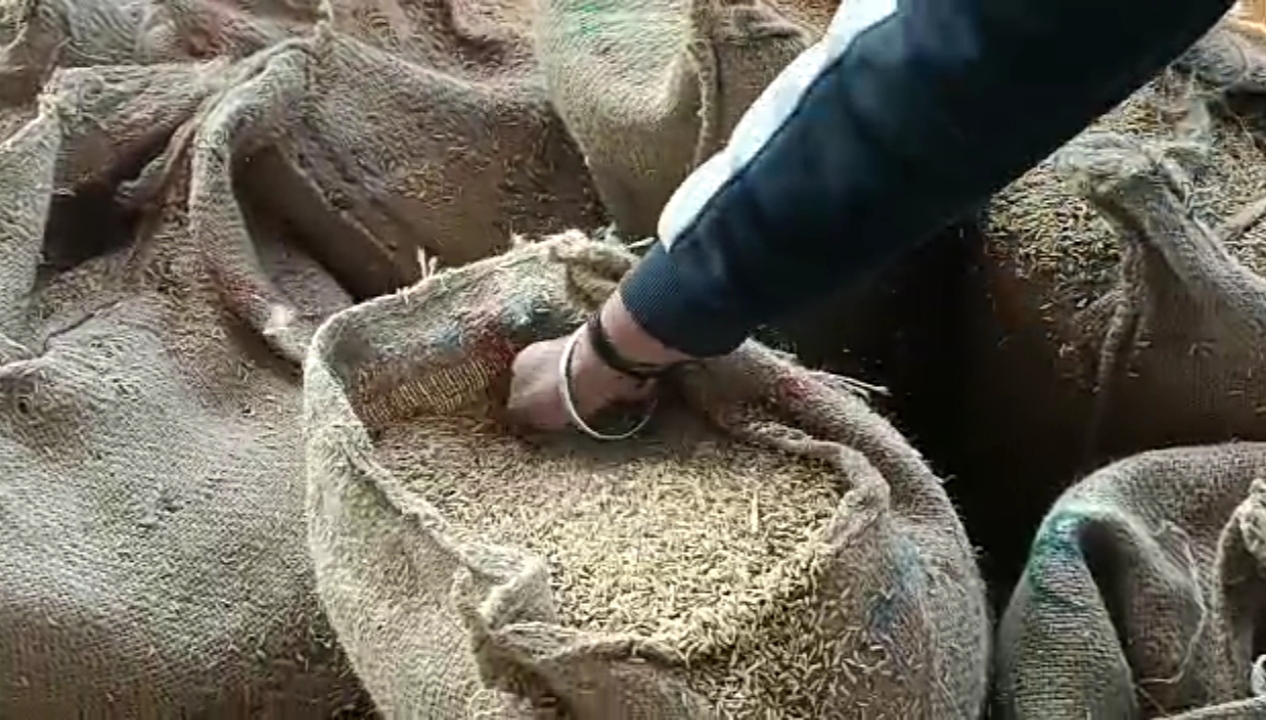 MP Sagar mixing straw instead of paddy in sacks