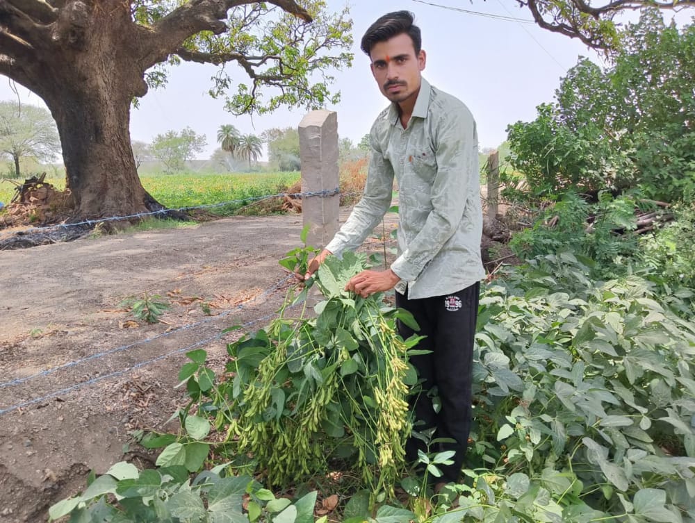 crop experiment in summer in Sagar