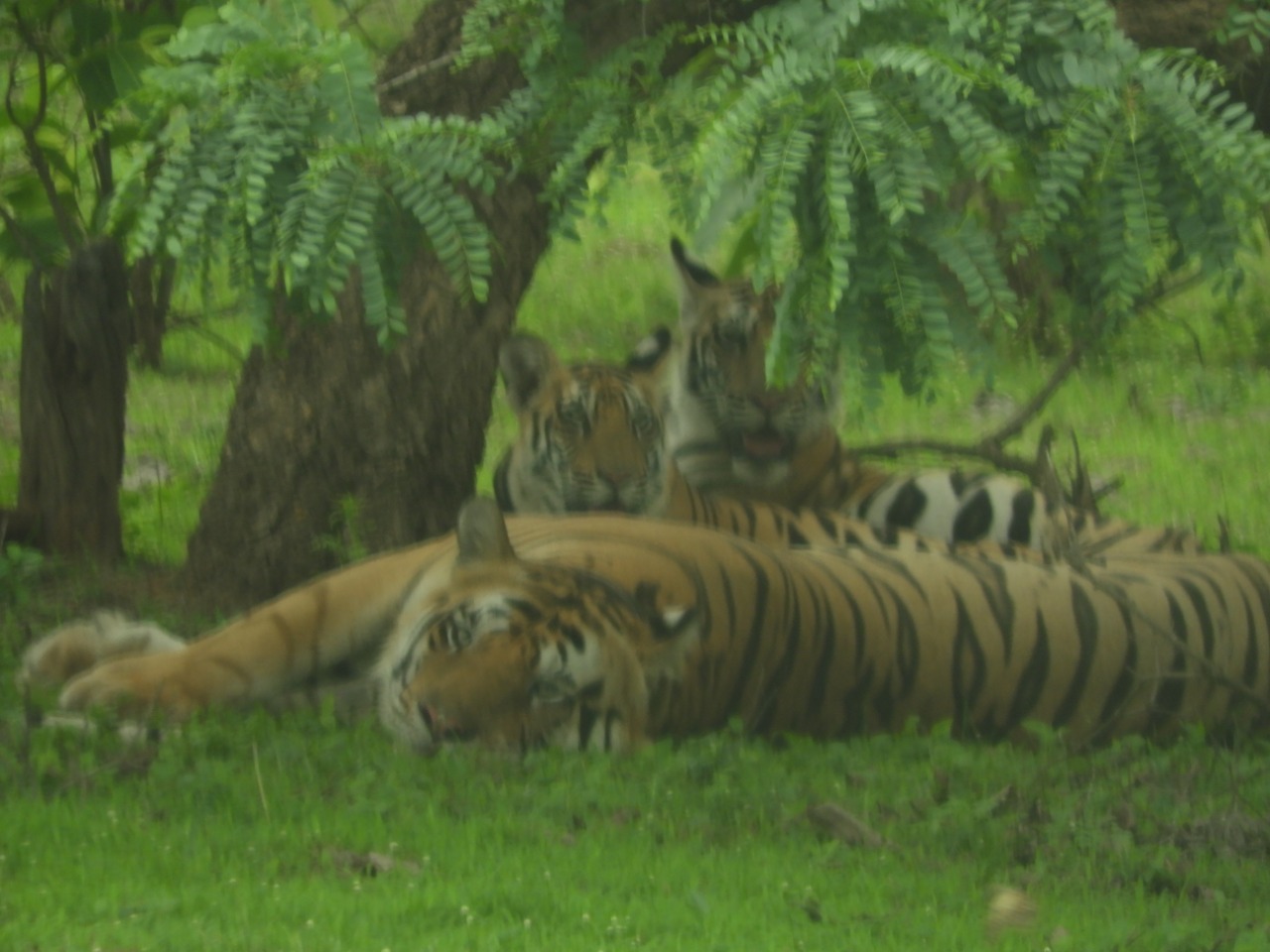 Tiger resting in Nauradehi Sanctuary