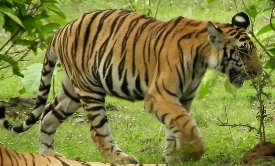 Tiger walking in Nauradehi sanctuary