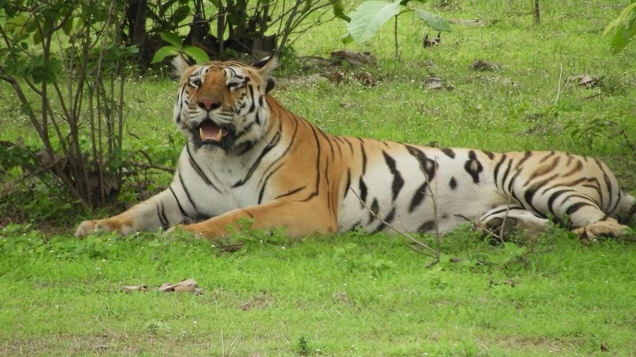 Tiger resting in Nauradehi Sanctuary