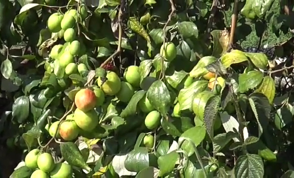 apple plum cultivation sagar