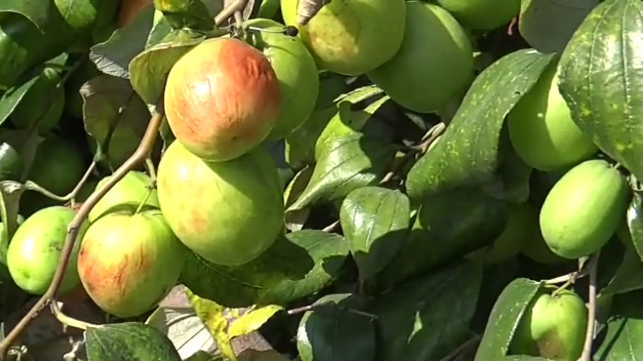 apple plum cultivation sagar