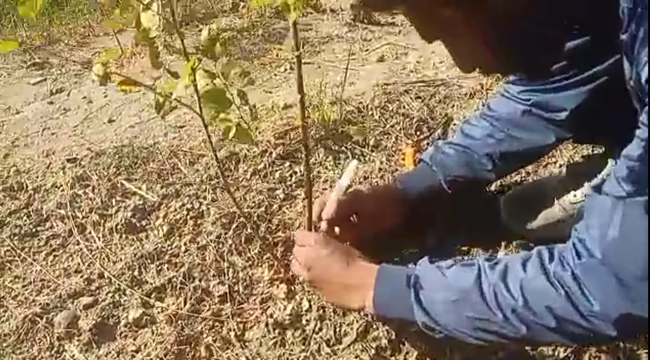 apple plum cultivation sagar