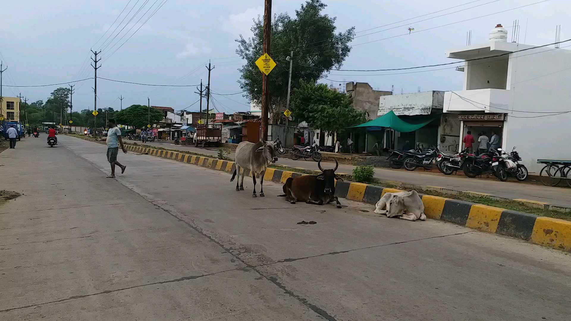 pet on street