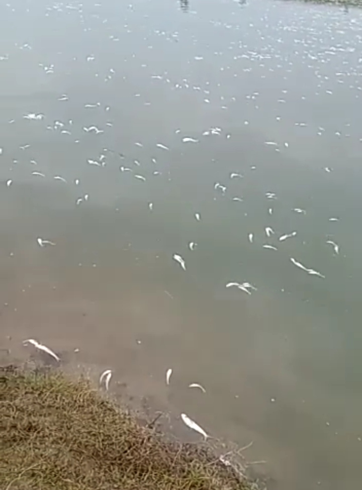 dead fish floating in river