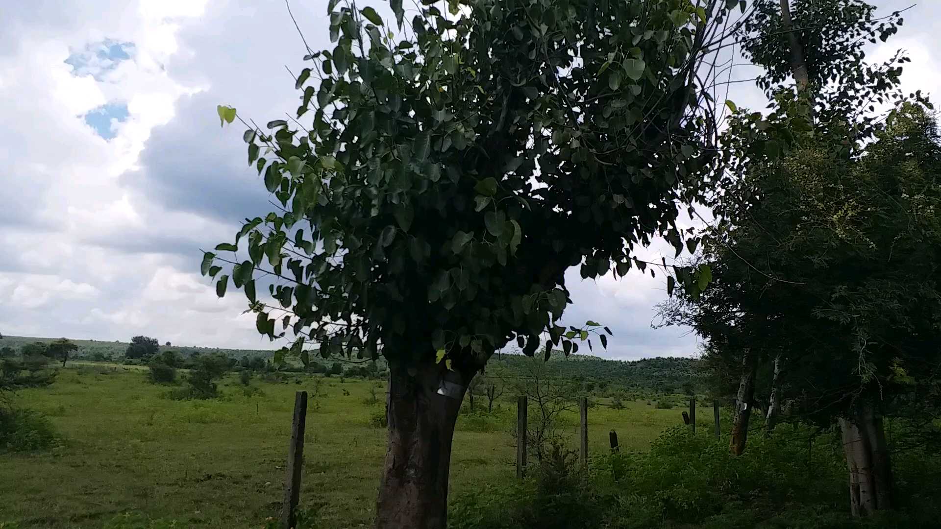 tree transplantation